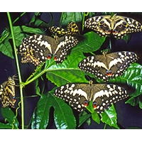 Papilio demodocus 4 pupae